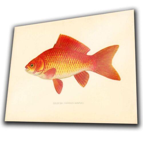 f1Vintage Goldfish METAL SIGN WALL PLAQUE poster print art picture hanging 20x30cm（7.8x11.8inch）