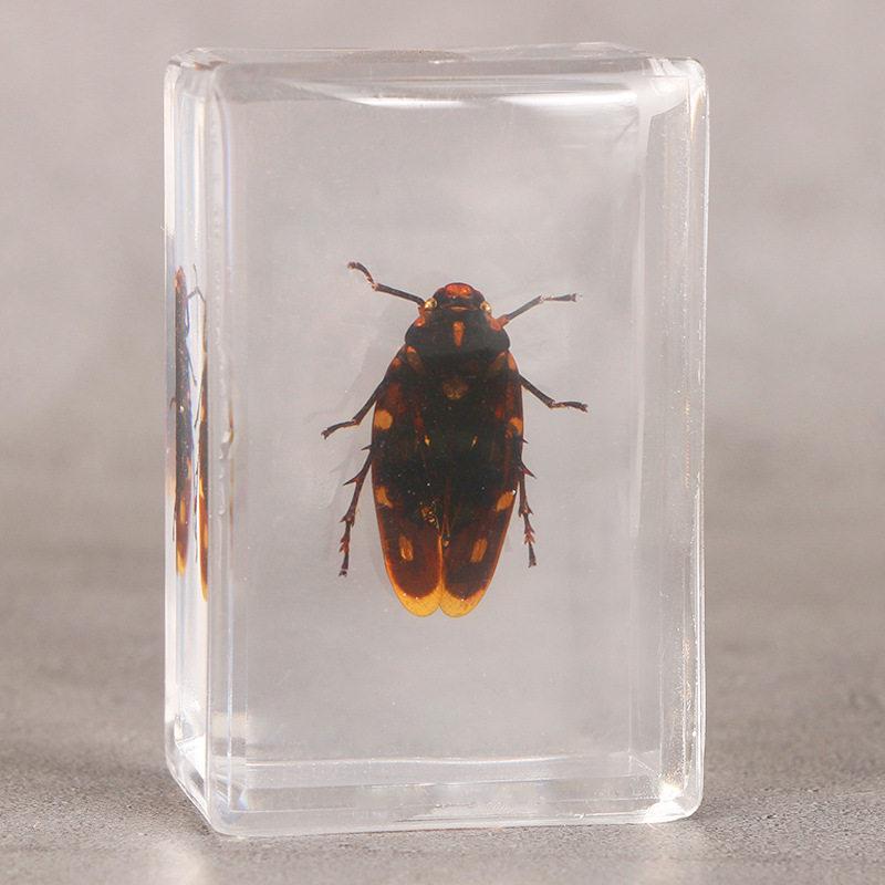 Okazy Owadów: Prawdziwy Pająk, Skorpion, Osa Błotna w Przezroczystej Żywicy do Nauczania i Dekoracji