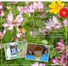 Kanohachi Multi-Flower Honey 1000g Pure Honey from Fully Ripened Bees Bottle Container