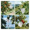 Long Handle Fruit Picker Metal Fruit Harvesting Claw with Cloth Bag Stainless Steel Pole Adjustable Tree Fruit Harvester for Apples