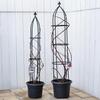 Takasho G-Story Obelisk Trellis, Black Wire Mesh, Garden Support for Climbing Roses, Clematis, and More, Steel and Polyethylene, GSTR-RC14