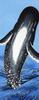 Todaya Shoten Tenugui Whale 345 Nashien-zome
