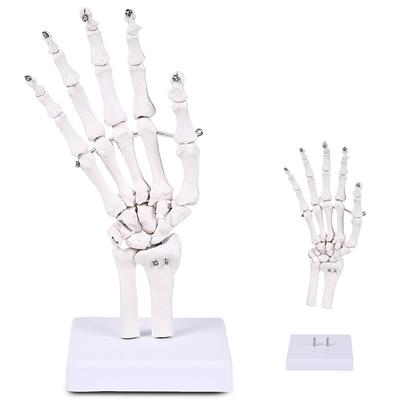 KIYOMARU Wrist Joint Model, Human Body Model, Bone Model, PT Supervised, Skeleton Specimen, Removable from Support, Right Hand, Life-Size