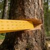 Tree Felling Wedges For Chainsaw Wood Cutting 5.5in/8in/10in Outdoor Forestry Tool For Professional Loggers Arborists