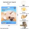 Children's Cognitive Toys: Frog Tadpole Growth Cycle Models