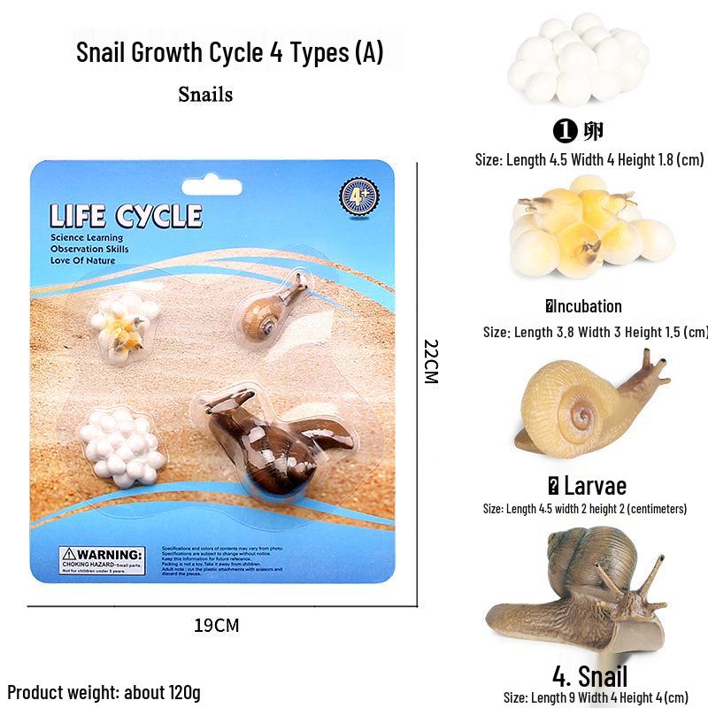 Children's Cognitive Toys: Frog Tadpole Growth Cycle Models