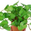 15cm Artificial Plant Mini Bouquet Copper Coin Grass Soft Glue Fake Green Plants Wall Hanging for Home Office Garden Decoration