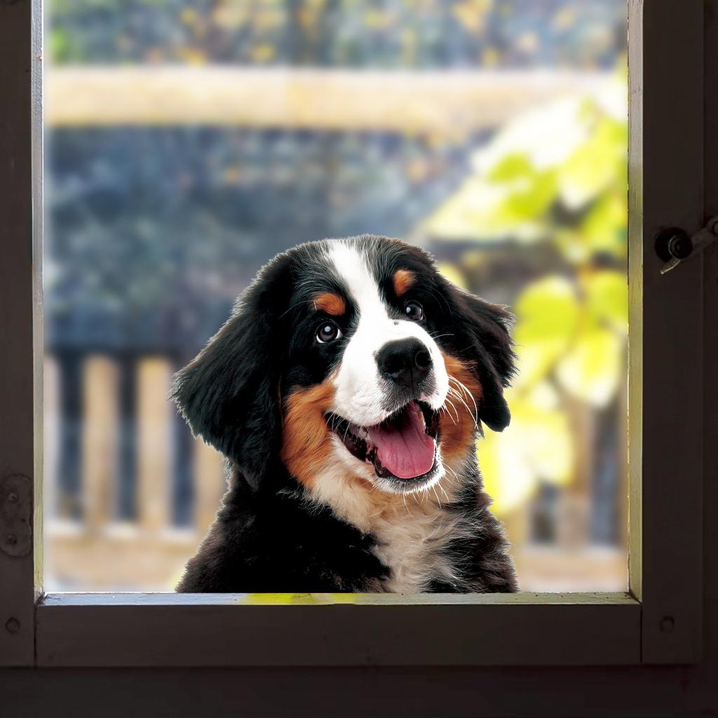 Cute Cartoon Animal Peeking Window Stickers, Creative Glass Window Decor for Festival  Home, Adorable Animal Clings