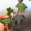 3D-gedruckter Efeu-Kühlschrankmagnet mit beweglichen Stielen, unechter Efeu, Einkaufsliste, Heimdekoration