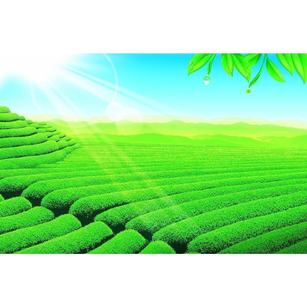 Milk Oolong Tea Jin Xuan High Mountain Tie Guan Yin Green Oolong Loose Leaf 50g