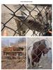 Rust-Proof Galvanized Steel Wire Mesh Fence for Poultry, Dogs, Cattle, and Sheep