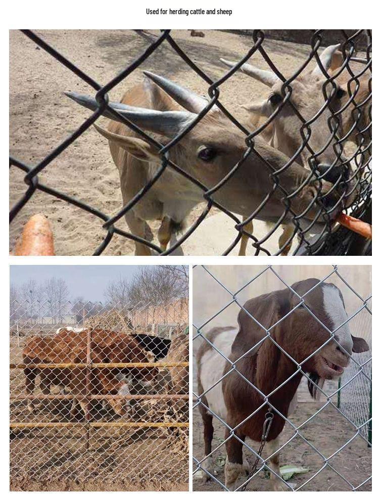 Rust-Proof Galvanized Steel Wire Mesh Fence for Poultry, Dogs, Cattle, and Sheep