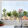 Fresh Green Potted Plant Window Sticker Self Adhesive Kitchen Living Room Glass Decor