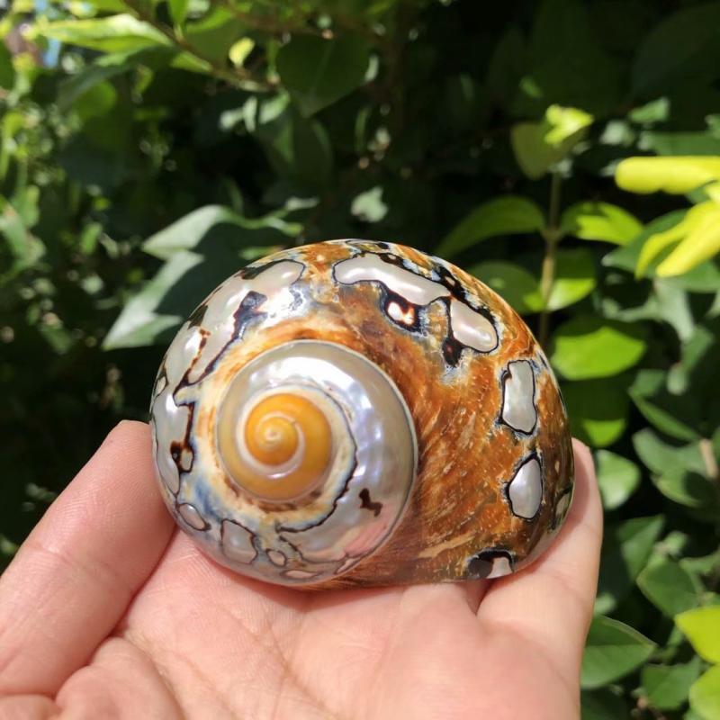 Eremitkräfta Ersättning & Snäcka Naturliga Snäckskal för Akvariumdekor