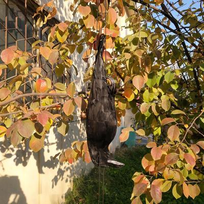 Realistic Hanging Dead Crows Decoy Life Size Black Feathered Crow Fake Black Crows for Garden Halloween Decoration