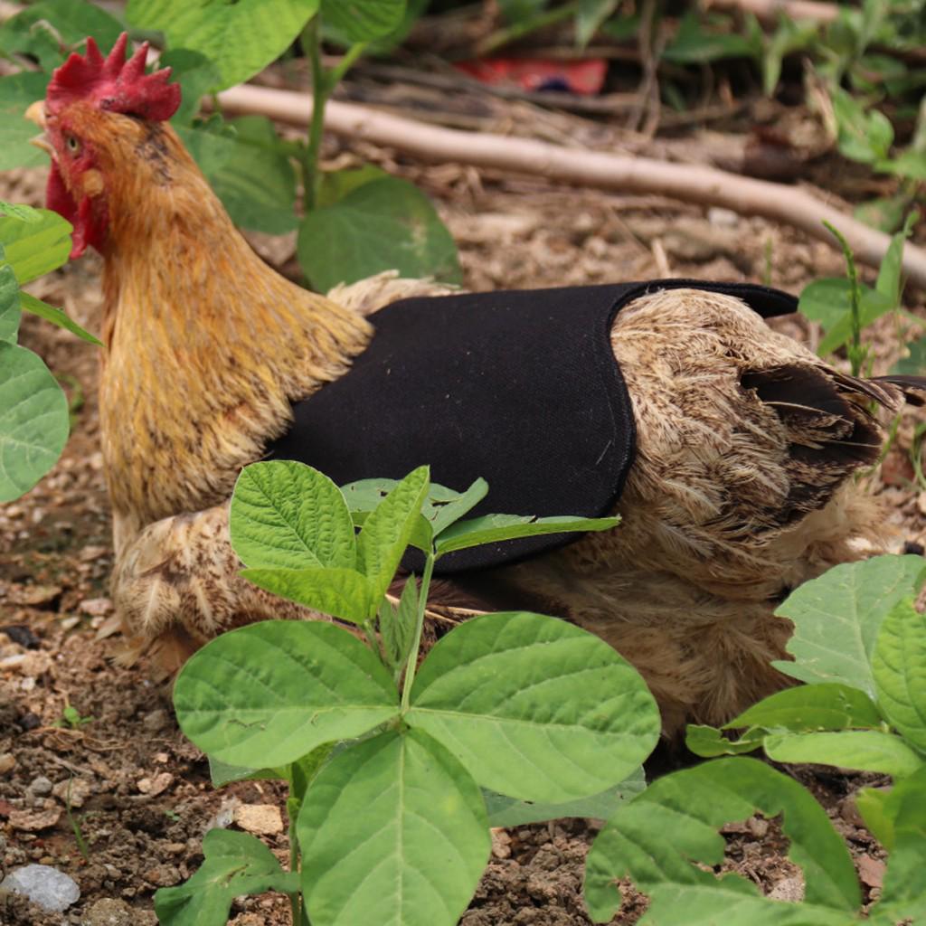 

Куриный фартук с одним ремешком, седло, стандартные куриные куртки, куриные фартуки чёрный