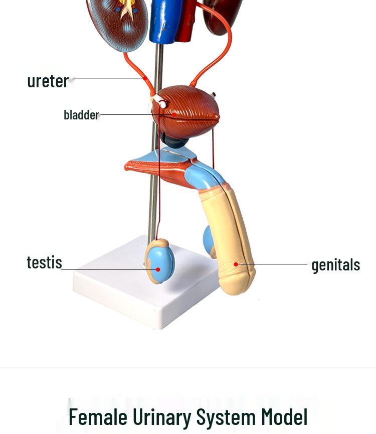 Modello Anatomico Genitourinario Maschile: Apparato Urinario Umano