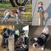 Taktisches Hundegeschirr Zugseil Outdoor Haustier Leine Trainingsgeschirr Haustierbedarf