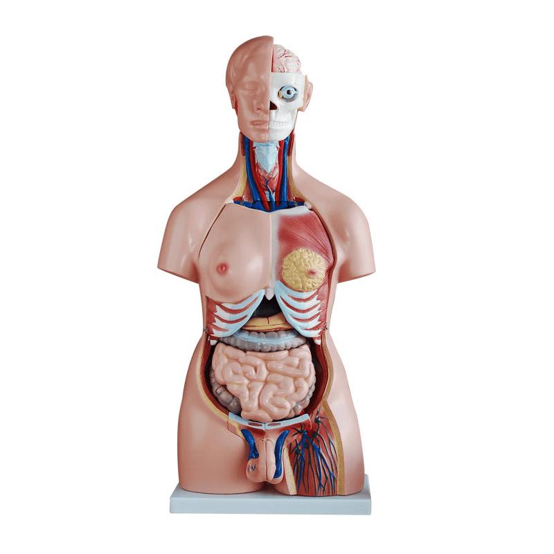 85CM Bisexual Interchangeable Human Torso Anatomy Model