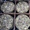 Tè Bianco Torta Di Tè Al Sole Della Montagna Sterile Tè Alla Peonia Bianca Torta Di Tè Primaverile 350g
