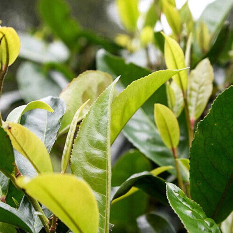 Ceai Ji Bian Oolong Yunnan TENG CHONG Ceai de munte înalt Jade Taiwan Oolong 150g