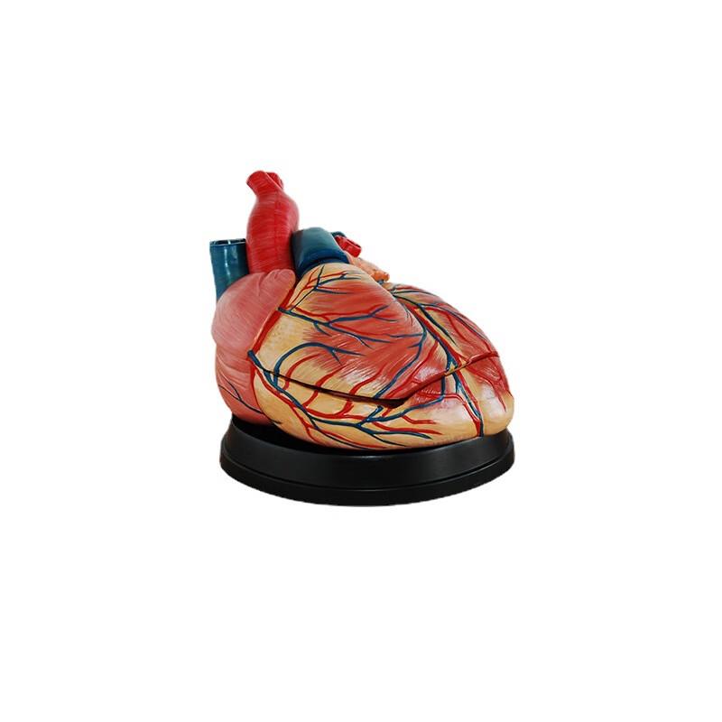 Human Heart Anatomy Model