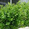 Beautiful Artificial Eucalyptus Leaf Not Wither Portable Creating Vitality
