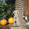 Kuskjelett Halloween-dekorasjon Kuskallerekvisitt til Halloween-hjemmedekorasjon