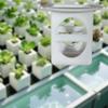 Growing Cup Cube Heavy Duty Reusable Hollow Plant Propagation Growth Block for Indoor Home Garden
