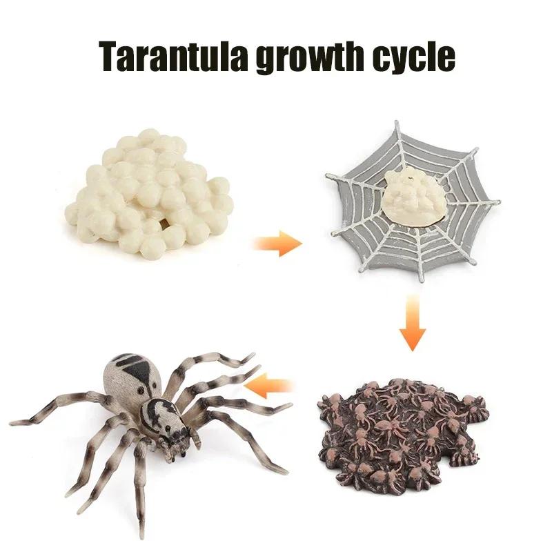 Модель цикла роста животных Детские игрушки Монтессори Учебные пособия Набор моделей цикла роста растений и животных Когнитивные игрушки для дошкольников