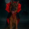 Halloween Pet Cape Costume with Bat Wings Adjustable Vampire Cloak for Puppy Kitten Dog Cat Cosplay Party Holiday Decorations