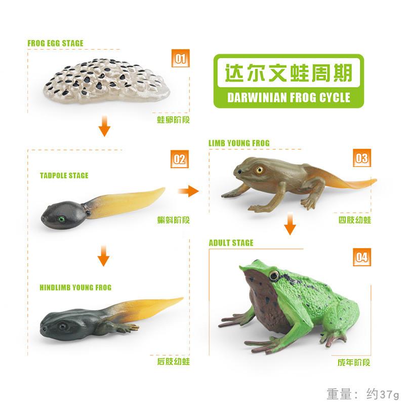 Detailed Darwin Frog Growth Cycle Model Ideal For Educational Display And Learning