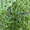 4 Outdoor Mosquito Repellent Simulation Dragonfly Stick Dragonfly Repellent Artifact