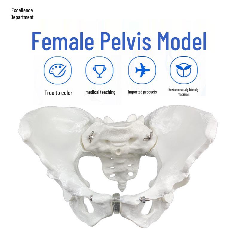 Female Pelvis Examination Model for Obstetrics & Gynecology Teaching