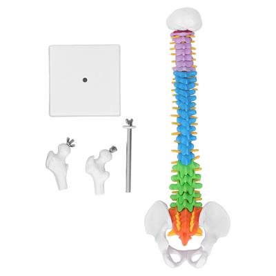 Modello Colonna Vertebrale PVC 45cm Codificato a Colori Miniatura con Set Femore Kit per Apprendimento Insegnamento