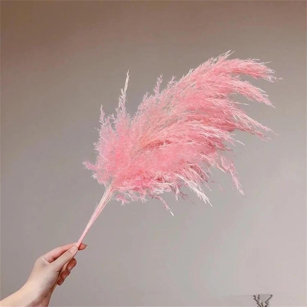 Dried Pampas Grass Natural Pampas Grass Bouquet Large Reed Dried Flowers for Boho Home Decor