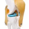 Human Knee Joint Mode PVC 1:1 Scientific Life Size Anatomy Model for Patient Education and Study