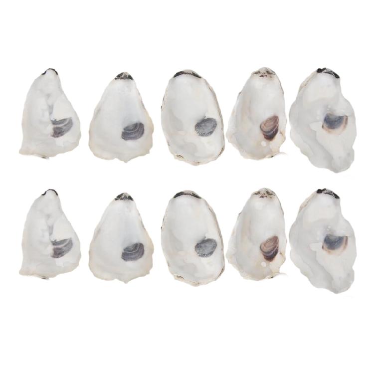 Concave Oysters Shell for Crafts Oysters Shell Bulk, for Home Vases Filler,Xmases Ornament,DIY Art and Crafts Sea Shell