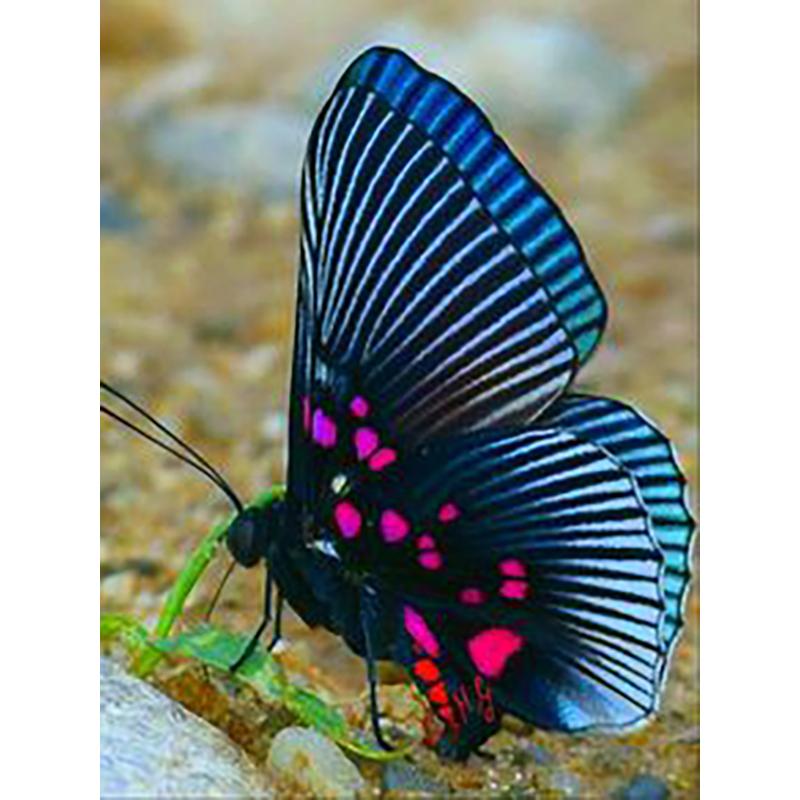 

Diy Бабочка Цветок 5D Алмазная Картина Полный Круглый Дрель Наборы Для Вышивки Крестом Алмазная Мозаика Вышивка Настенное Искусство Домашний Декор Подарок Full Round 20x30CM