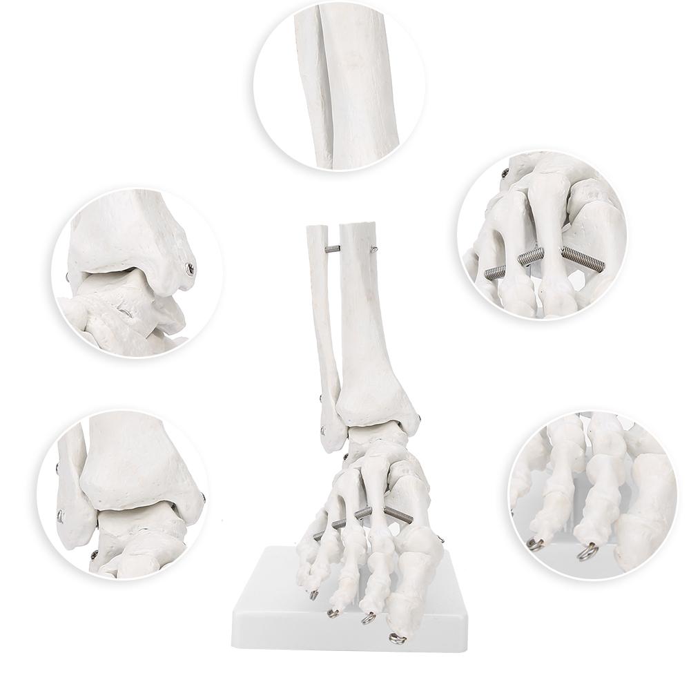 Model hlezenního kloubu chodidla Demonstrace Lidské chodidlo Výukový model s podstavcem