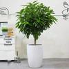 Peace Tree Indoor Potted Plant – Large Evergreen for Living Room, Happiness & Year-Round Greenery, Free Shipping.