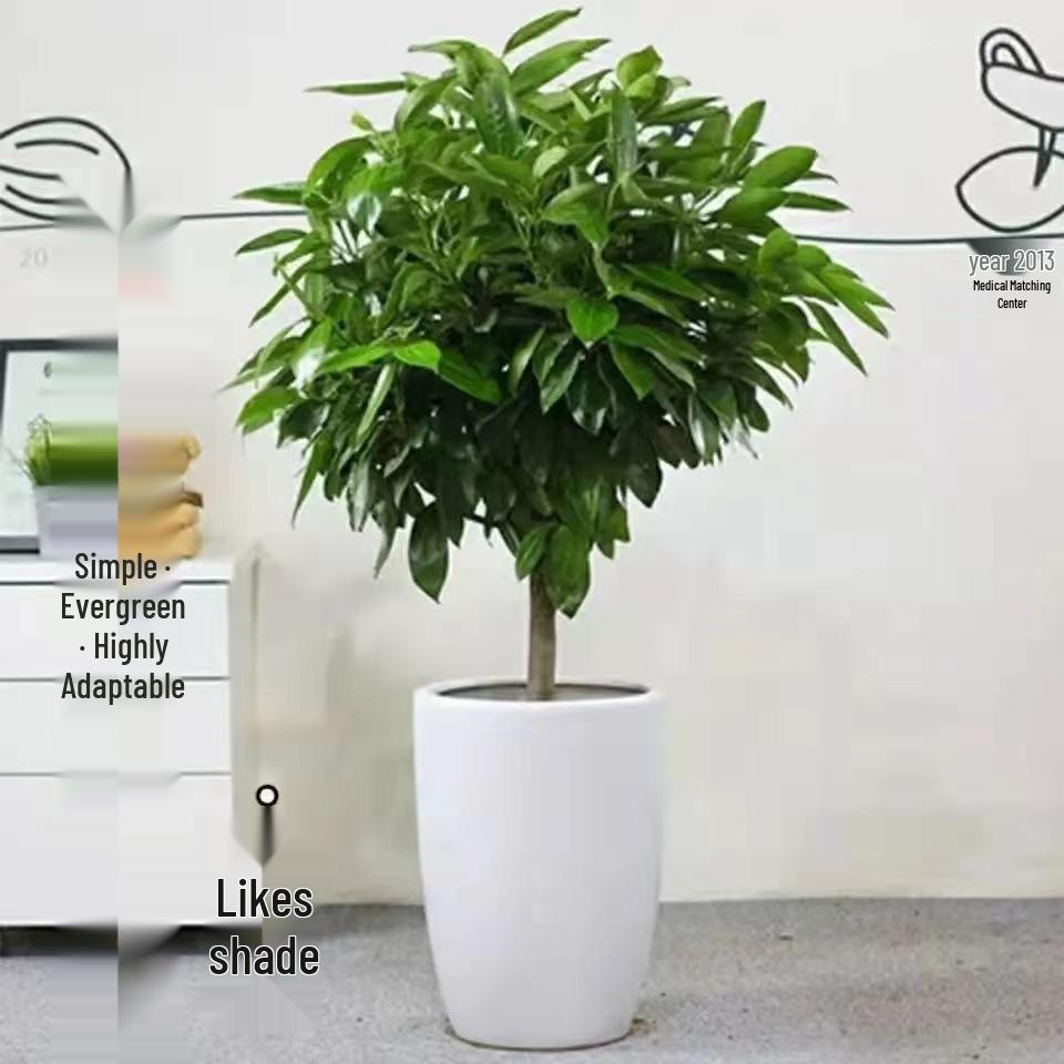 Peace Tree Indoor Potted Plant – Large Evergreen for Living Room, Happiness & Year-Round Greenery, Free Shipping.
