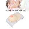 Human Breast Model Soft Silicone Female Breast Model for Lactation Teaching Nursing Training Large Size