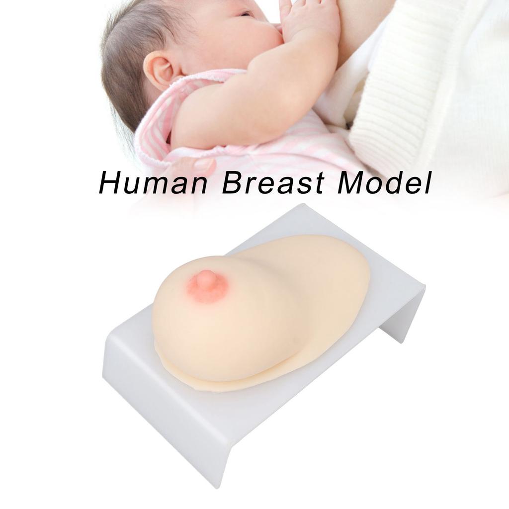 Human Breast Model Soft Silicone Female Breast Model for Lactation Teaching Nursing Training Large Size