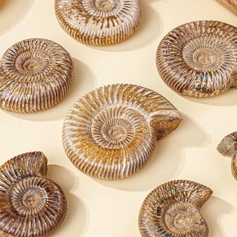 Natürliche weiße Ammoniten-Fossil-Muschel Pädagogisches Geschenk für Kinder