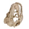 Reptile Dinosaur Skull Statue Ornament Hide Cave Shelter House For Aquarium Fish Tank Landscape Decor