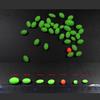 100PCS Green/Orange Large Soft Rubber Oval Luminous Fishing Beads Lumo Glow Beans Sabiki Snapper Rig 10x15 8x12 6x12 5x8 7x7