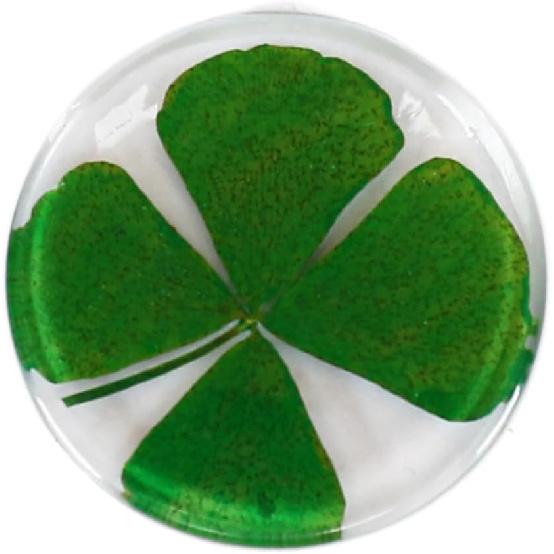 Real Four Leaf Clover Good Luck Pocket Token, Preserved, 1.25” (CLOVER01)