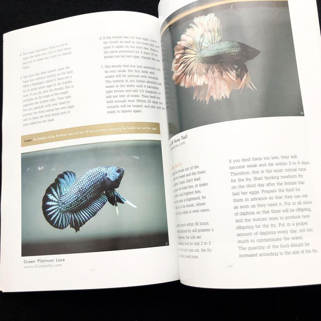 [USED] Freshwater Tropical Fish Betta Photo Collection "AMAZING THAI BETTA" Show Betta