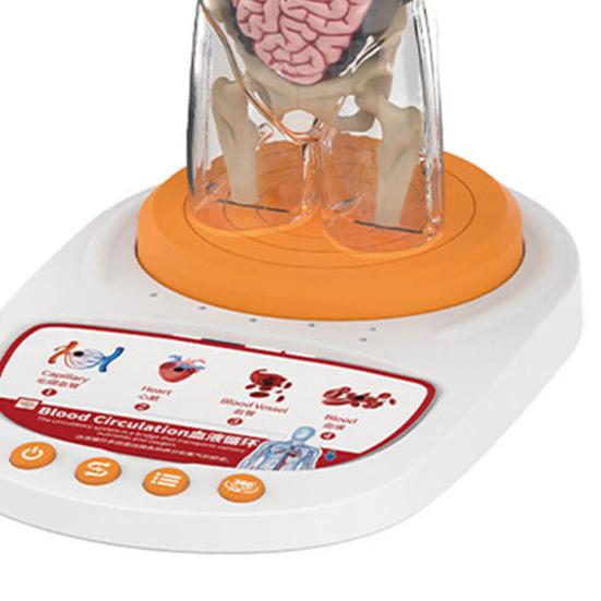 Modello Corpo Umano per Bambini Anatomia Umana Interattiva Modello Parlante Anatomico Realistico Giocattolo Educativo Regali per Bambini di Età 8-13